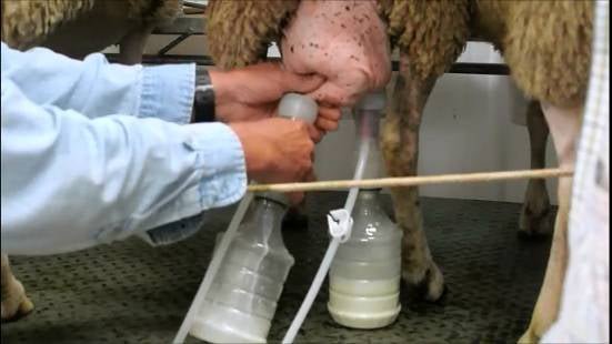 Udderly Ultimate EZ Bottle Milker