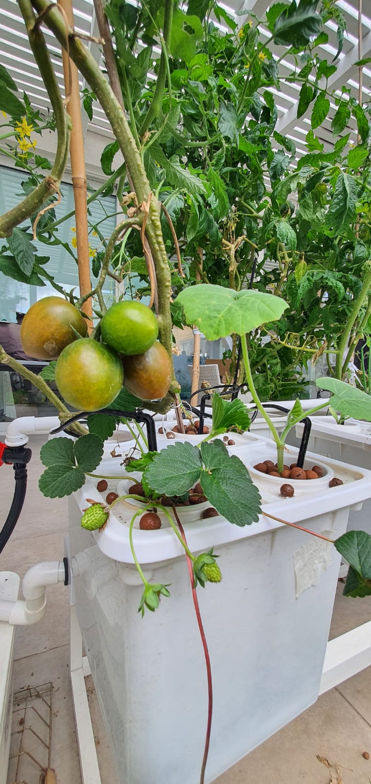 NatureTech - Tobato 5 – Dutch Bucket Hydroponic Growing System