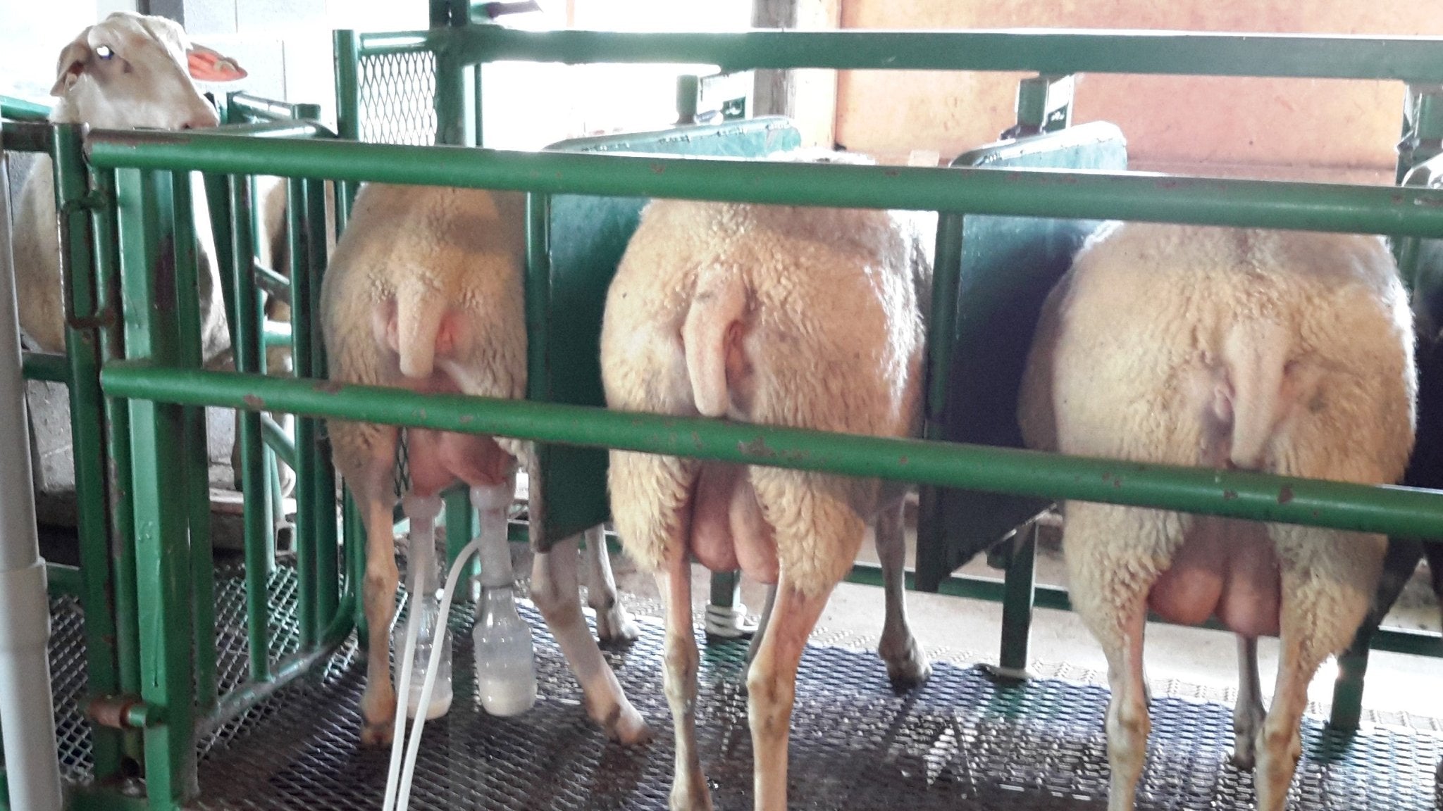 Udderly Ultimate EZ Bottle Milker